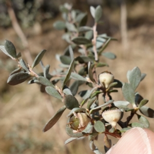 Leptospermum myrtifolium at Namadgi National Park - 9 Aug 2023 10:56 AM