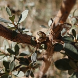 Leptospermum myrtifolium at Namadgi National Park - 9 Aug 2023 10:56 AM