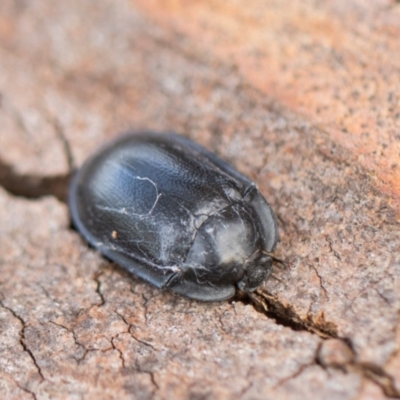 Pterohelaeus striatopunctatus (Darkling beetle) at Yerrabi Pond - 24 May 2024 by AlisonMilton