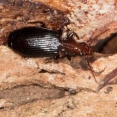 Demetrida suturata (Arboreal carab beetle) at Yerrabi Pond - 24 May 2024 by AlisonMilton