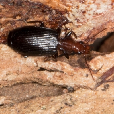 Demetrida suturata (Arboreal carab beetle) at Yerrabi Pond - 24 May 2024 by AlisonMilton