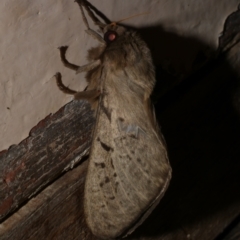 Oxycanus antipoda (Late Oxycanus) at WendyM's farm at Freshwater Ck. - 30 May 2024 by WendyEM