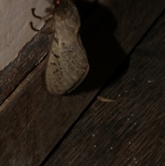 Oxycanus antipoda at WendyM's farm at Freshwater Ck. - 30 May 2024 10:26 PM