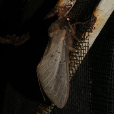 Oxycanus antipoda (Late Oxycanus) at Freshwater Creek, VIC - 30 May 2024 by WendyEM