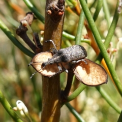 Pachyura australis (Belid weevil) at Namadgi National Park - 15 Nov 2023 by RobG1