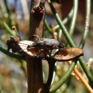 Pachyura australis at Namadgi National Park - 15 Nov 2023