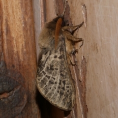 Oxycanus antipoda at WendyM's farm at Freshwater Ck. - 30 May 2024 by WendyEM