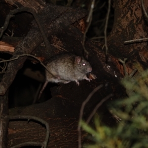 Rattus rattus at Red Hill Nature Reserve - 3 Jun 2024