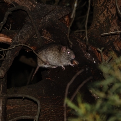 Rattus rattus at Deakin, ACT - 3 Jun 2024 by Ct1000