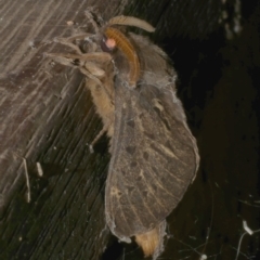 Oxycanus antipoda at WendyM's farm at Freshwater Ck. - 30 May 2024 by WendyEM