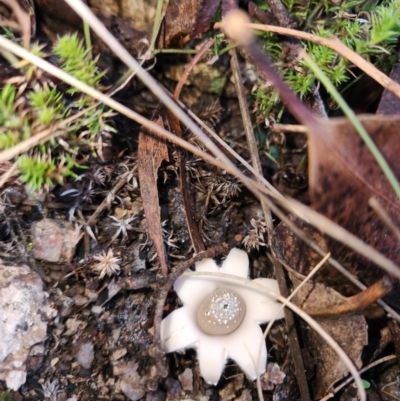 Geastrum sp. (Geastrum sp.) at Tharwa, ACT - 25 May 2024 by Ct1000