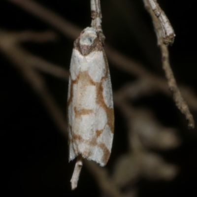 Chiriphe dichotoma (Reticulated Footman) at Freshwater Creek, VIC - 30 May 2024 by WendyEM