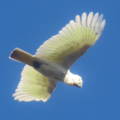 Cacatua galerita (Sulphur-crested Cockatoo) at Braidwood, NSW - 2 Jun 2024 by MatthewFrawley