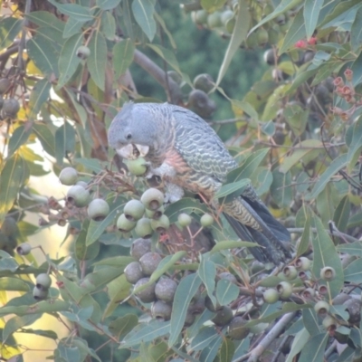 Callocephalon fimbriatum (Gang-gang Cockatoo) at Mount Duneed, VIC - 26 May 2024 by WendyEM