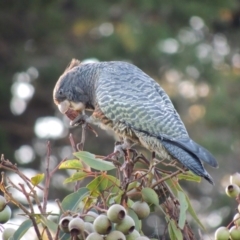 Callocephalon fimbriatum (Gang-gang Cockatoo) at Mount Duneed, VIC - 26 May 2024 by WendyEM