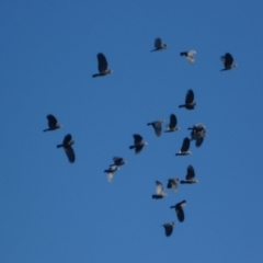 Callocephalon fimbriatum (Gang-gang Cockatoo) at Mount Duneed, VIC - 26 May 2024 by WendyEM