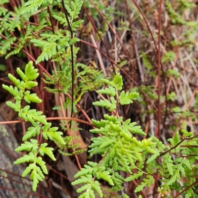 Cheilanthes austrotenuifolia at Throsby, ACT - 1 Jun 2024 by WalkYonder