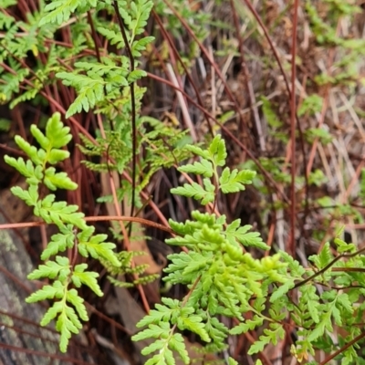 Cheilanthes austrotenuifolia at Mulligans Flat - 1 Jun 2024 by WalkYonder