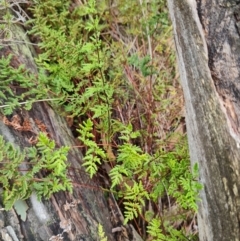 Cheilanthes austrotenuifolia at Mulligans Flat - 1 Jun 2024 01:24 PM