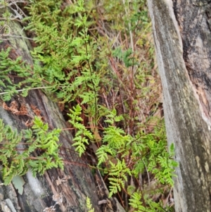 Cheilanthes austrotenuifolia at Mulligans Flat - 1 Jun 2024 01:24 PM