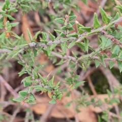 Acacia gunnii (Ploughshare Wattle) at Mulligans Flat - 1 Jun 2024 by WalkYonder