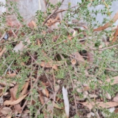 Acacia gunnii at Mulligans Flat - 1 Jun 2024