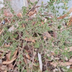 Acacia gunnii at Mulligans Flat - 1 Jun 2024 02:06 PM