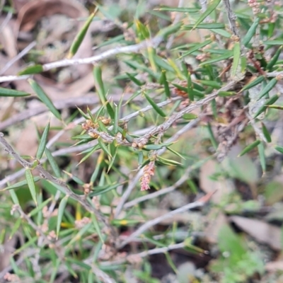 Lissanthe strigosa subsp. subulata (Peach Heath) at Gungahlin, ACT - 1 Jun 2024 by WalkYonder