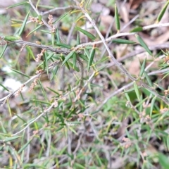 Lissanthe strigosa subsp. subulata at Mulligans Flat - 1 Jun 2024