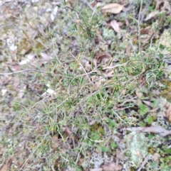 Lissanthe strigosa subsp. subulata at Mulligans Flat - 1 Jun 2024