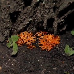 Ramariopsis crocea at Acton, ACT - 3 Jun 2024 by TimL