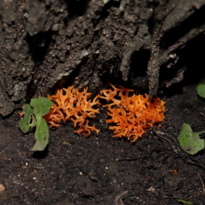 Unidentified Coralloid fungus, markedly branched at Acton, ACT - 3 Jun 2024 by TimL