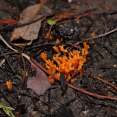 Ramariopsis crocea at ANBG - 3 Jun 2024