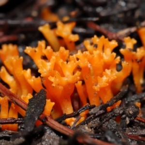 Ramariopsis crocea at ANBG - 3 Jun 2024