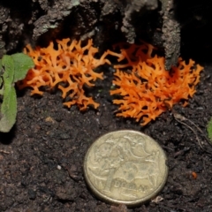 Ramariopsis crocea at ANBG - 3 Jun 2024