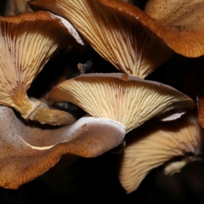 Unidentified Cap on a stem; gills below cap [mushrooms or mushroom-like] at Acton, ACT - 3 Jun 2024 by TimL