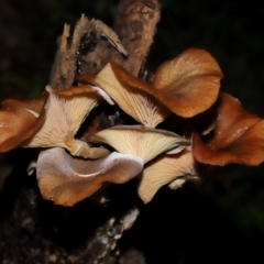 Armillaria sp. at ANBG - 3 Jun 2024