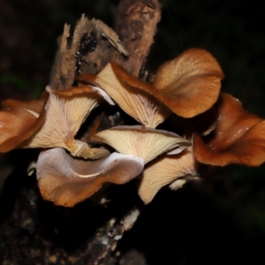 Armillaria sp. at ANBG - 3 Jun 2024