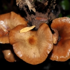 Armillaria sp. at ANBG - 3 Jun 2024 11:46 AM