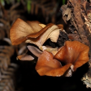 Armillaria sp. at ANBG - 3 Jun 2024