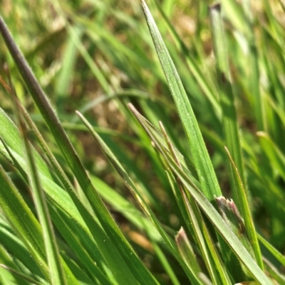 Nassella neesiana (Chilean Needlegrass) at Whitlam, ACT - 18 Oct 2022 by mcosgrove