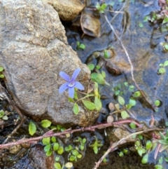 Isotoma fluviatilis subsp. australis (Swamp Isotome) at Conder, ACT - 27 Apr 2024 by nathkay