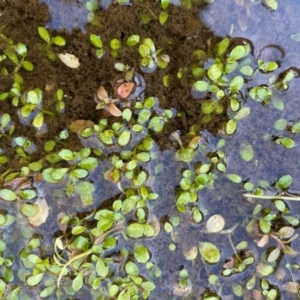 Isotoma fluviatilis subsp. australis at Rob Roy Range - 27 Apr 2024