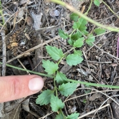 Veronica calycina (Hairy Speedwell) at Rob Roy Range - 27 Apr 2024 by nathkay