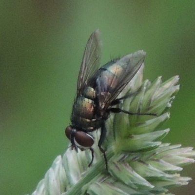 Lucilia cuprina (Australian sheep blowfly) at Pollinator-friendly garden Conder - 23 Dec 2023 by MichaelBedingfield