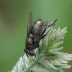 Lucilia cuprina at Pollinator-friendly garden Conder - 23 Dec 2023