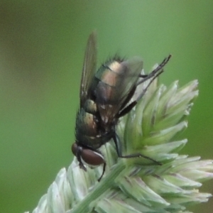 Lucilia cuprina at Pollinator-friendly garden Conder - 23 Dec 2023 05:22 PM