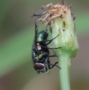 Lucilia cuprina at Pollinator-friendly garden Conder - 23 Dec 2023