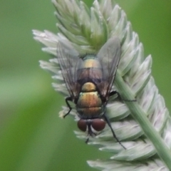 Lucilia cuprina at Pollinator-friendly garden Conder - 23 Dec 2023