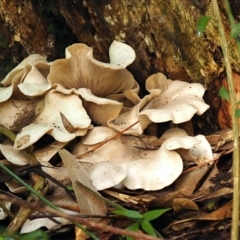 Pleurotus (Oyster Mushroom) at Acton, ACT - 24 May 2024 by Heino1